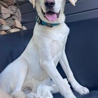 Thyson lieber Schmuser / wartet in 82284, Hund zur Adoption