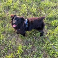 Raffi sucht seine Menschen 💙🐾, Hund zur Adoption