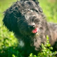 Bobbele Jerry, Hund zur Adoption