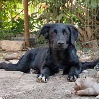 Crow,  hübsche Border Collie / Retriever Mix Rüde, Hund zur Adoption