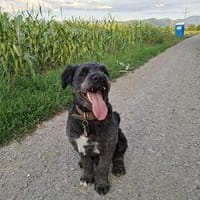 Struppi verliert sein Zuhause, Hund zur Adoption