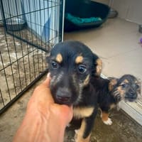 Bajana, der Glücksgriff, Hündin zur Adoption