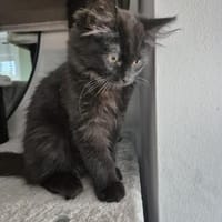 Bluey u.Crispy tolle kleine Kater in Lorch, Kater zur Adoption