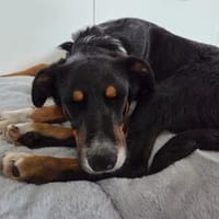 Elly ein Hund mit Potential, Hündin zur Adoption