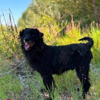 Leo sucht seine Menschen, Hund zur Adoption