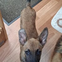 🐾❤ Käthe sucht ihr Zuhause für immer 🐾❤, Hündin zur Adoption