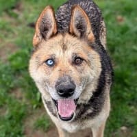 PUMPKIN sucht liebevolles Zuhause, Hündin zur Adoption