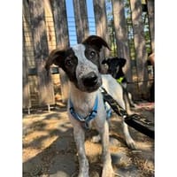 Marco - wartet in 66346 Püttlingen, Hund zur Adoption