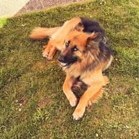 Buddy sucht seine Menschen, Hund zur Adoption