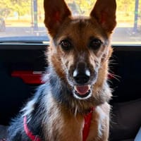 Pflegehündin Gretel wartet in 40668 Meerbusch, Hündin zur Adoption