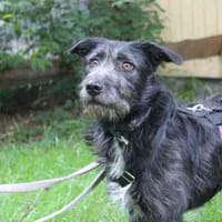 Winnie, noch sehr ängstlich, Hund zur Adoption