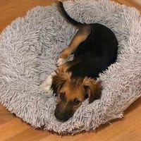 Darius - der zaghafte Kuschelprofi, Hund zur Adoption