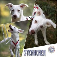 STERNCHEN * fröhliches Hundemädchen, Hündin zur Adoption