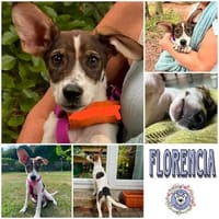 FLORENCIA * zartes Welpenmädchen, Hündin zur Adoption