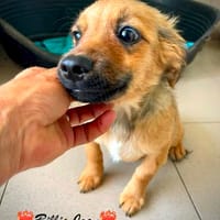 Billie Jean und das Herz macht boom-boom-boom, Hündin zur Adoption