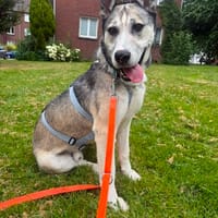 Akela aus 45147 Essen, Hund zur Adoption