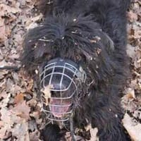 Lucky su. hundeerfahrene Besitzer, Hund zur Adoption