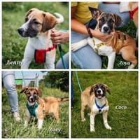 ❤DRINGEND Pflegestelle für Zoey, Zoya, Lenny, Coco, Hund zur Adoption