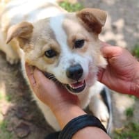 Süße Nessi sucht in 49536 Lienen ihr Zuhause!, Hündin zur Adoption