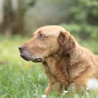 Menschenbezogener Ricky sucht Zuhause, Hund zur Adoption