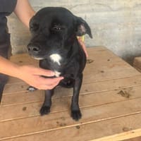 Ranya, kleine Pinscher Mix Hündin, Hündin zur Adoption