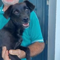 Teilweise gelähmter Nerino sucht Zuhause, Hund zur Adoption