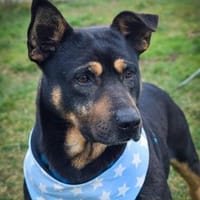 Noel - bald in 45147 Essen, Hund zur Adoption