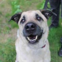 Ares, su. liebevolles Zuhause, Hund zur Adoption