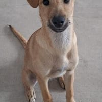 LUCY IST INTELLIGENT UND LERNWILLIG, Hündin zur Adoption