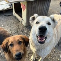 Atticus, Hund zur Adoption