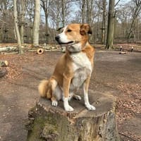 Sammy - sensibler und soveräner Rüde, Hund zur Adoption