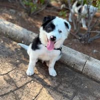 🐼 Panda sucht sein Für-immer-Zuhause 🐾❤, Hund zur Adoption