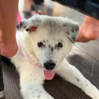 🤍 Bella sucht ihr Für-immer-Zuhause 🤍, Hündin zur Adoption