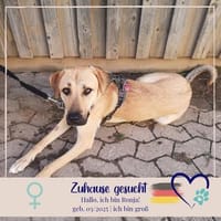 Ronja - sucht hundeerfahrene Menschen die mich anleiten, Hündin zur Adoption