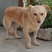 Romy -sucht Menschen mit Herz und Geduld, Hündin zur Adoption