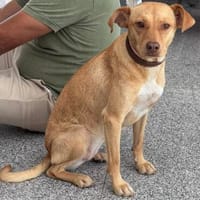 Ruby die anhängliche liebe Pinschermixdame / 82284, Hündin zur Adoption