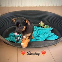 Bandley, ein süßes Fröschle, Hund zur Adoption