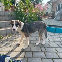 Welpe Janni, zart und vorsichtig, Hündin zur Adoption