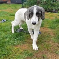 Fiete - der gelehrige wunderschöne HSH-Mix, Hund zur Adoption