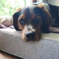 Rubius sucht endlich seine Familie, Hund zur Adoption