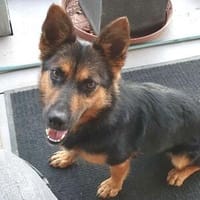 Zuckerschnute MORGANA, Hündin zur Adoption