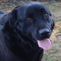 DORIAN  MÖCHTE IHR HERZ EROBERN, Hund zur Adoption