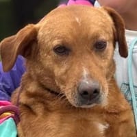 VITTORIO   ist kein Langweiler, Hund zur Adoption