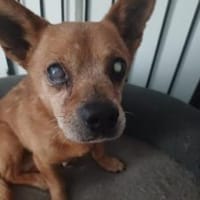 Goofy nun Bocelli 35 cm (Pflegestelle), Hund zur Adoption
