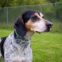 Benson 3 (zur Pflege in 06895 Kropstädt), Hund zur Adoption