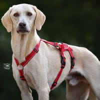 Giono sucht sein Traumzuhause, Hund zur Adoption