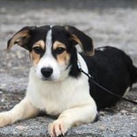 Baldur erobert DEIN Herz sofort!, Hund zur Adoption
