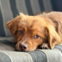 Ginosucht ein schönes Zuhause, Hund zur Adoption