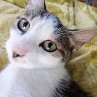 Flecki und Lea suchen gemeinsam ein Zuhause, Katze zur Adoption