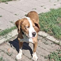 💙 Seppi 💙 sucht seine Menschen, Hund zur Adoption